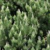 Pine Pinyon #5 - Image 2